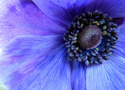 9th Mar 2014 - Inside the Anemone 