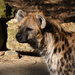 Spotted Hyena by leonbuys83
