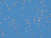 9th Mar 2014 - geese