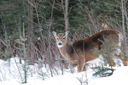 9th Mar 2014 - Deer in the forest!