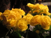 9th Mar 2014 - Memorial Service Flowers