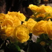 Memorial Service Flowers by rosiekerr