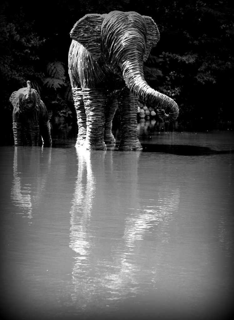 Elephants in the water by graemestevens