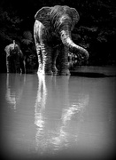 10th Mar 2014 - Elephants in the water