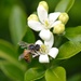 Buzzing bee! by gigiflower
