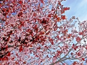 16th Feb 2014 - Cherry Blossom