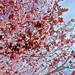 Cherry Blossom by jnadonza