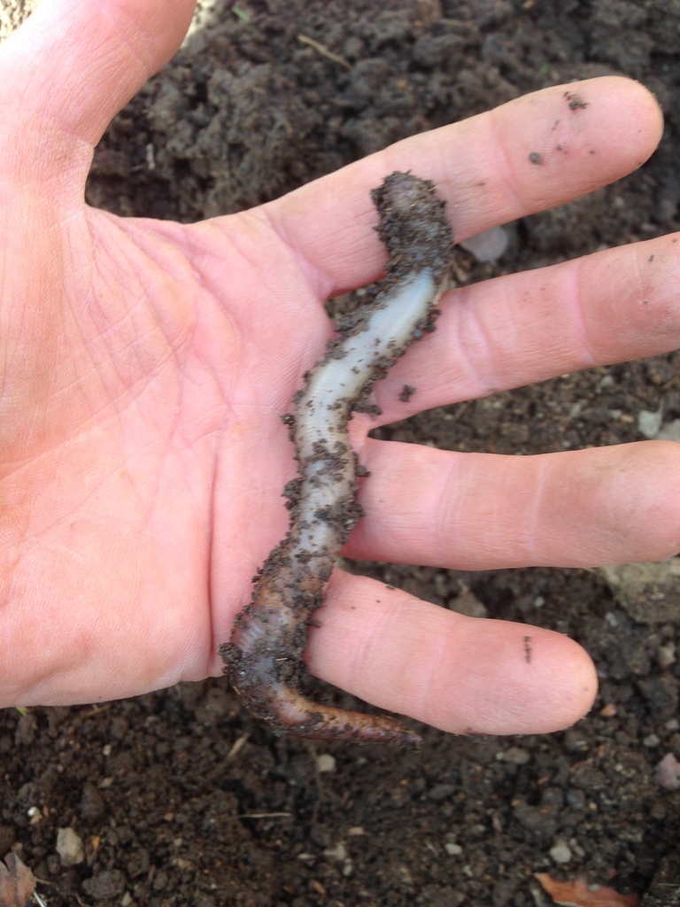 Either a Giant Earthworm or a Tiny Hand by handmade