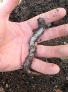 11th Mar 2014 - Either a Giant Earthworm or a Tiny Hand