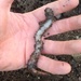 Either a Giant Earthworm or a Tiny Hand by handmade