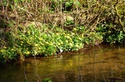 9th Mar 2014 - Celandines by the water