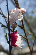 10th Mar 2014 - Spring Blossom