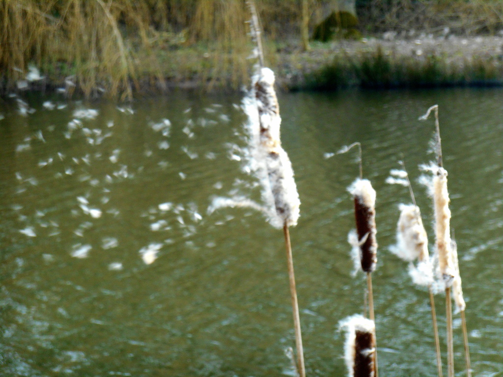 Downy seeds of the bulrushes blowing in the breeze. by snowy