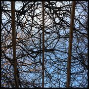 7th Mar 2014 - Vine Trellis At The Library II