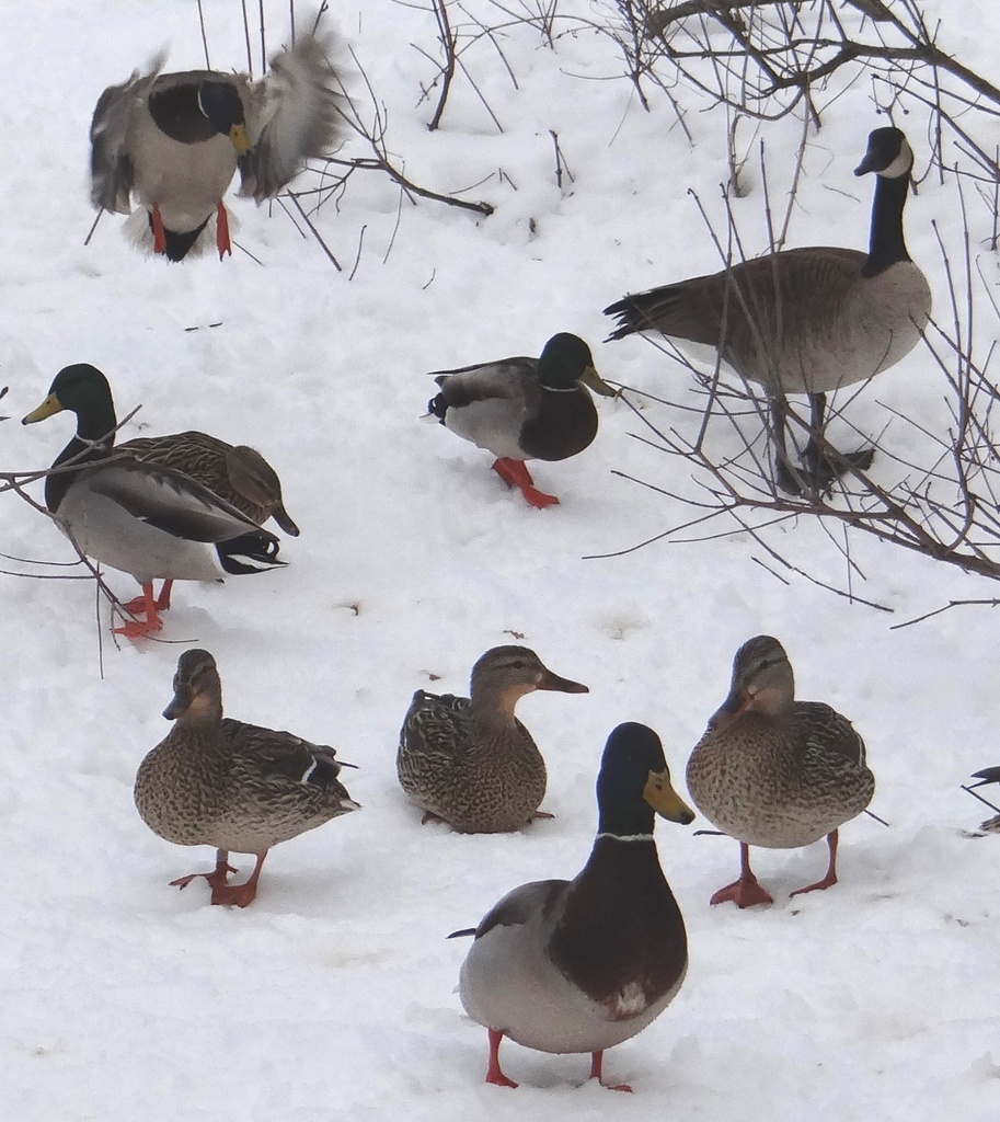 Mallards on snow with a Goose by annepann