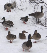 10th Mar 2014 - Mallards on snow with a Goose