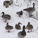 Mallards on snow with a Goose by annepann
