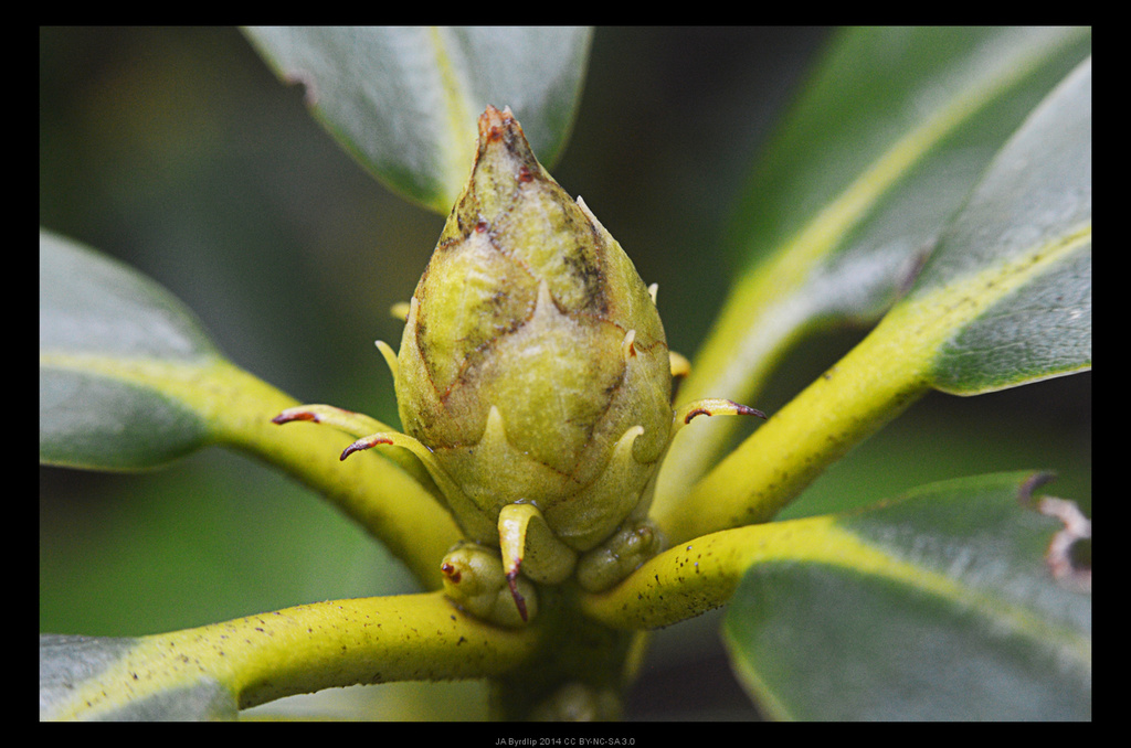Rhododendron by byrdlip