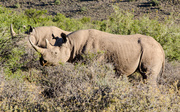 8th Mar 2014 - Black Rhino