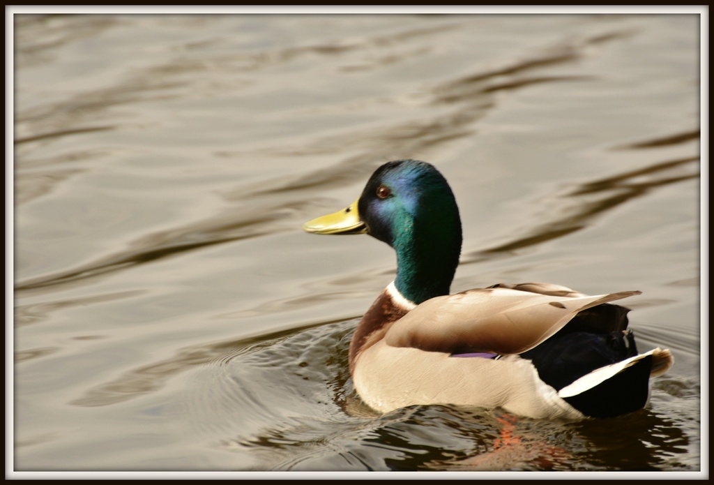 Happy duck by rosiekind