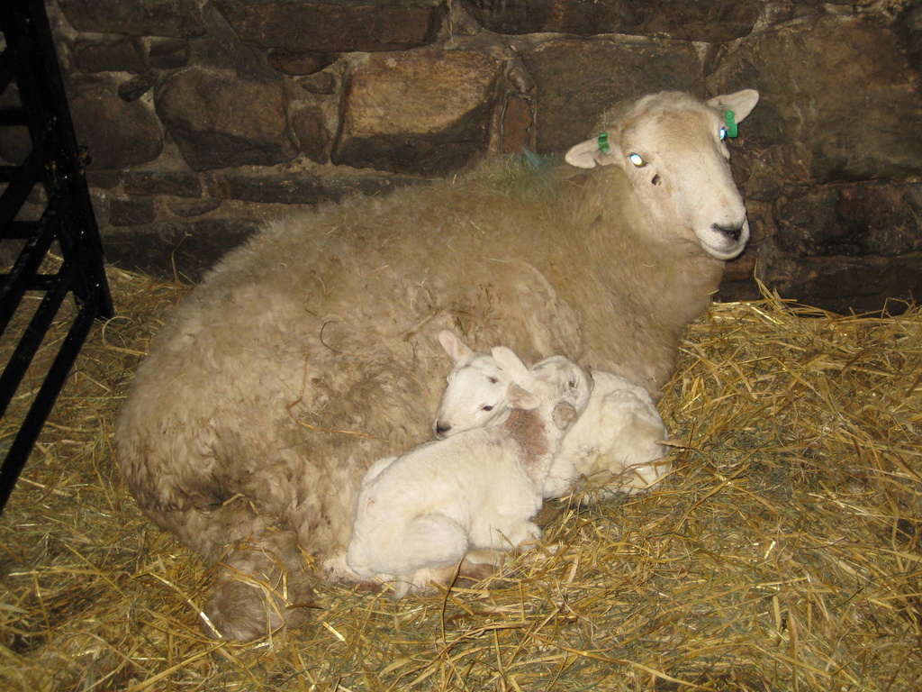 Lambs by susiemc