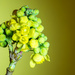 Garden Curiosity (now identified as a Mahonia) by vignouse