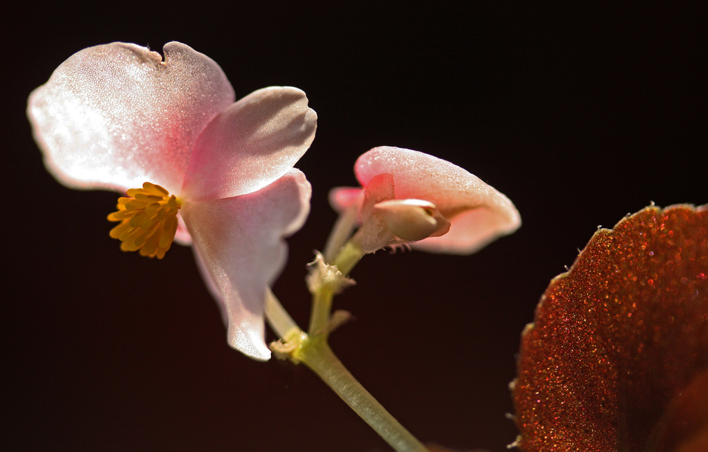Begonia in Bloom by mzzhope