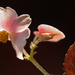 Begonia in Bloom by mzzhope