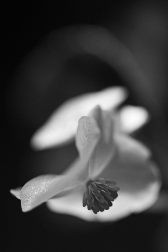 Begonia in Black and White by mzzhope