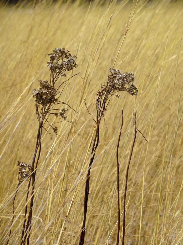 Day 279 Prairie Grass by rminer