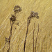 Day 279 Prairie Grass by rminer