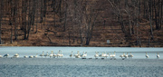 10th Mar 2014 - Swan Lake