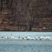 Swan Lake by lesip