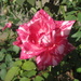 Variegated Rose. by happysnaps