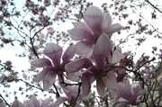 11th Mar 2014 - Japanese magnolia