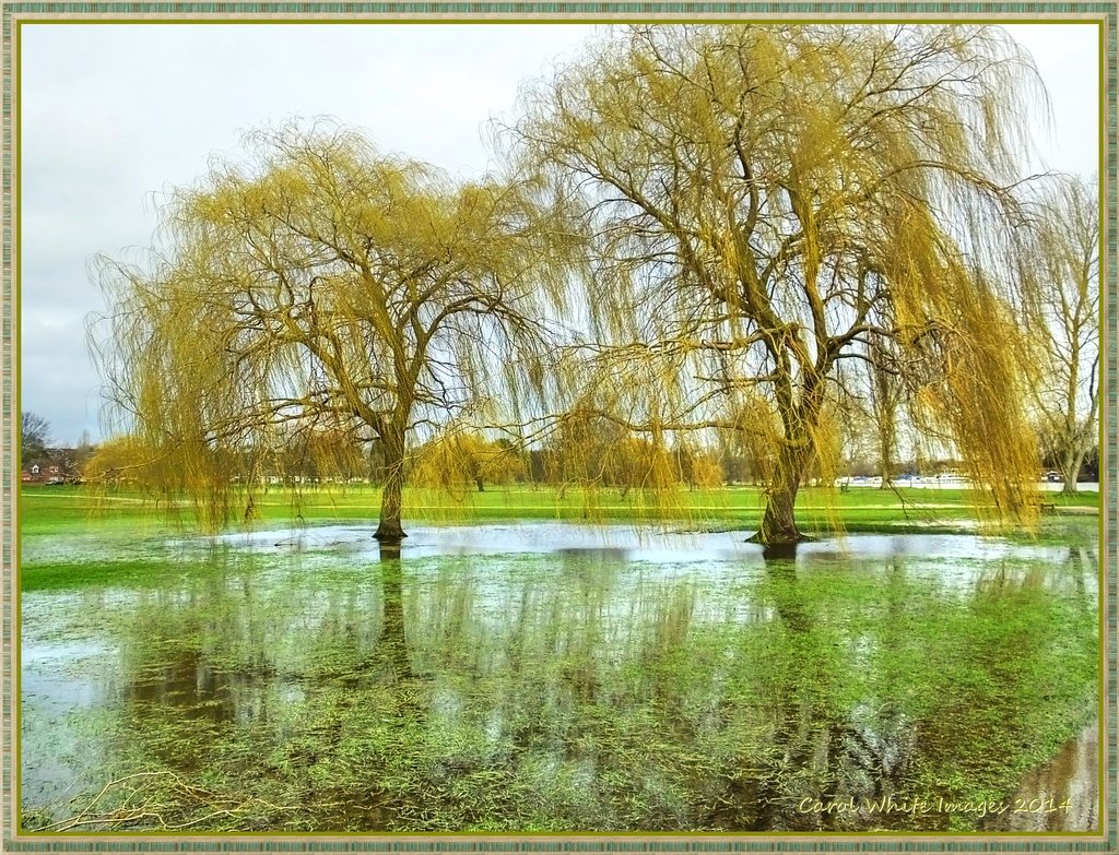 Weeping Reflections ( St.Neot's Park ) by carolmw
