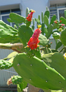 8th Mar 2014 - Garden Cactus is flower