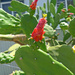 Garden Cactus is flower by ianjb21