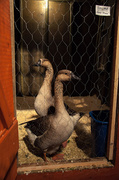 11th Mar 2014 - Goosey, Goosey, Gander