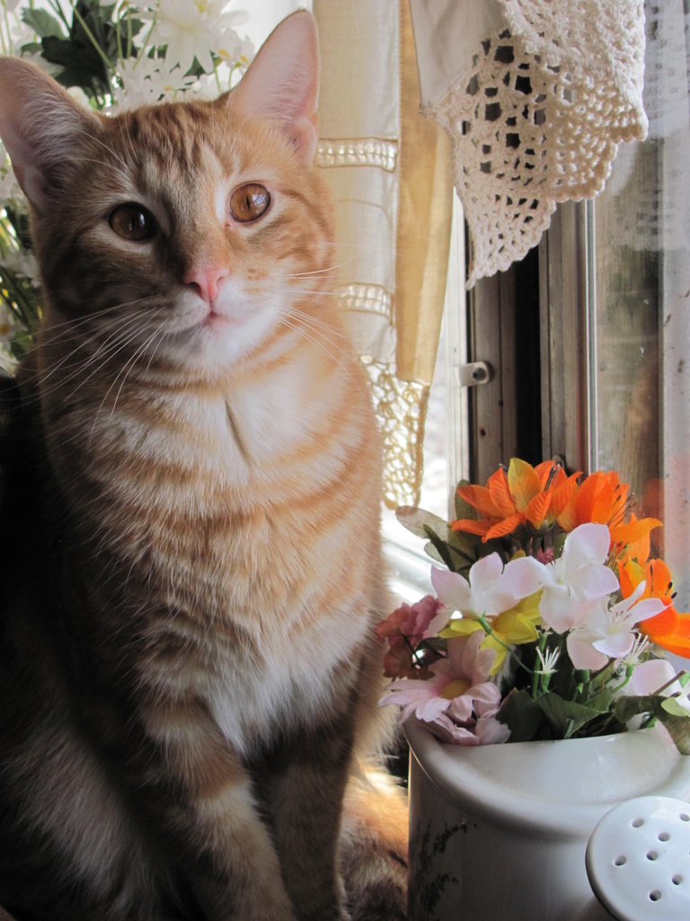My pretty kitty, Copper by julie