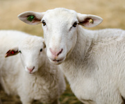 10th Mar 2014 - Ewe with her ram lamb