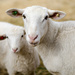Ewe with her ram lamb by kathyladley