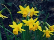 11th Mar 2014 - Some yellow joy in the garden :)