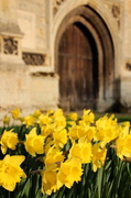 11th Mar 2014 - Close-up daffodils