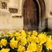 Close-up daffodils by busylady