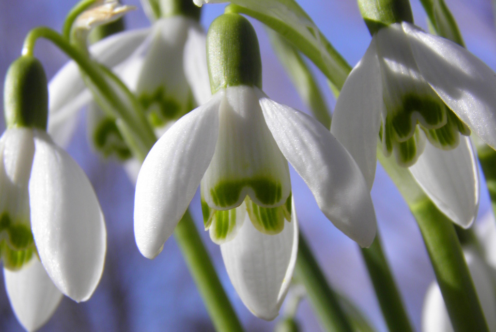 Snowdrops are blooming by daisymiller