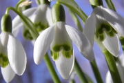 11th Mar 2014 - Snowdrops are blooming