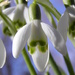 Snowdrops are blooming by daisymiller