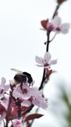 11th Mar 2014 - Bee on blossom