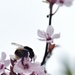 Bee on blossom by mattjcuk